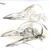 Crow skeleton scketch