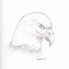 Bald Eagle Sketch