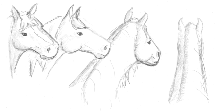 Angles of a Horse's Head