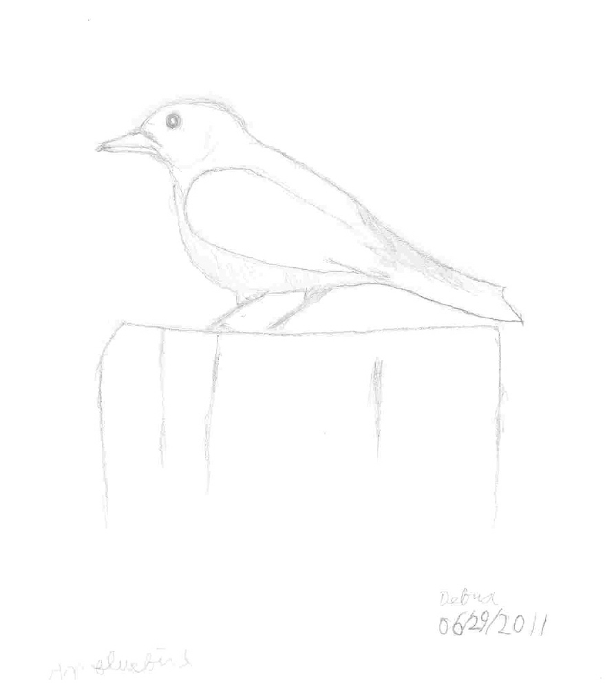 A Drawing of Eastern Bluebird 06/2011