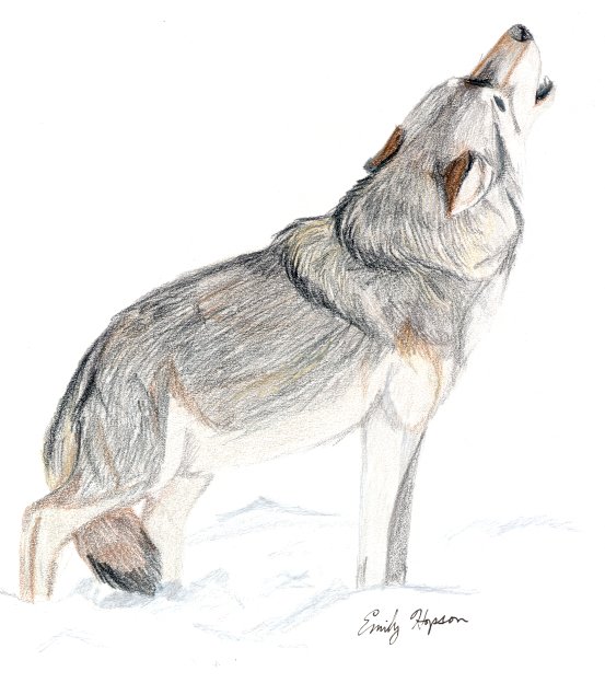 Howling Wolf in Colored Pencil