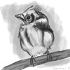 Baby Cardinal : Sketch