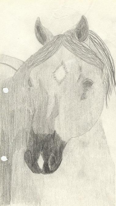 Horse 1