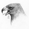 A Hawk Sketch