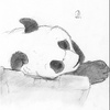 Sleeping Lazy Panda