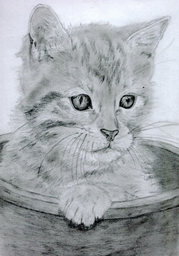 Kitten in a Flower Pot
