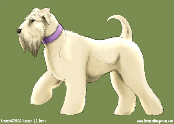 Wheaton Terrier for Wheaton