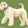 Wheaton Terrier for Wheaton