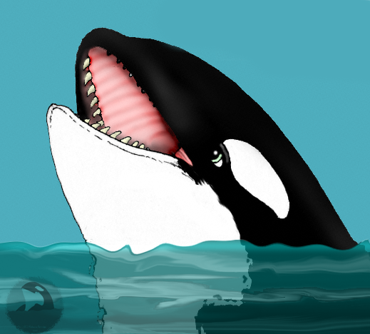 Orca head