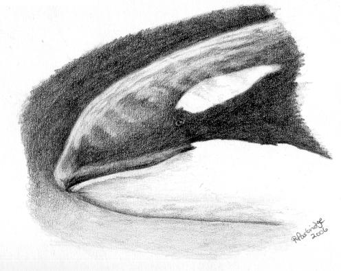 Orca head 2