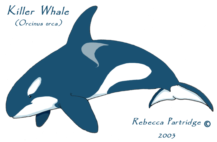 Orca Cartoon