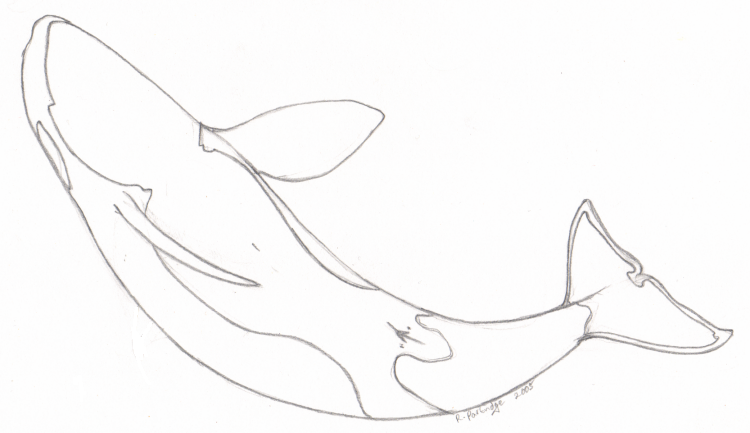 Female orca