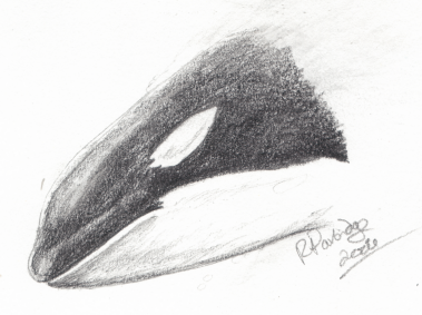Orca Head Sketch