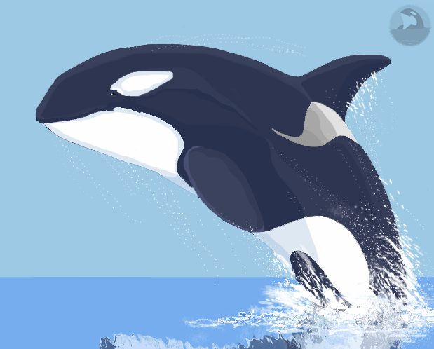 Leaping orca