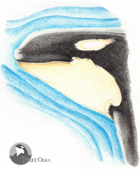 Orca in Dry Watercolour Pencils