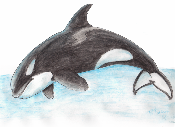 Orca in wet watercolour pencils