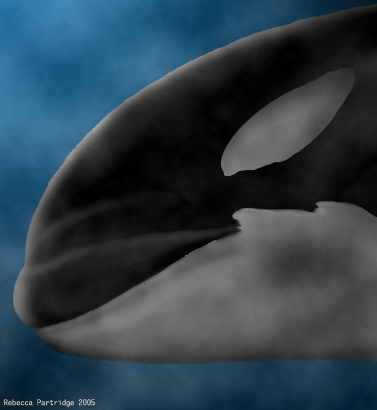 Another orca head