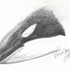Orca Head Sketch
