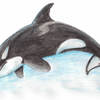 Orca in wet watercolour pencils