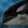 Another orca head