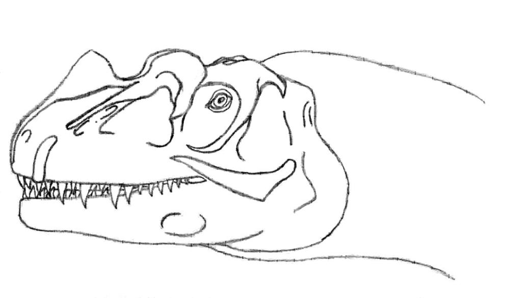 Ceratosaurus Head Study