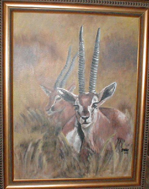 Gazel Or Antelope (I forget which at the moment)