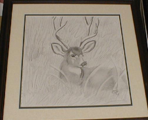 Deer sketche