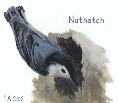Nuthatch