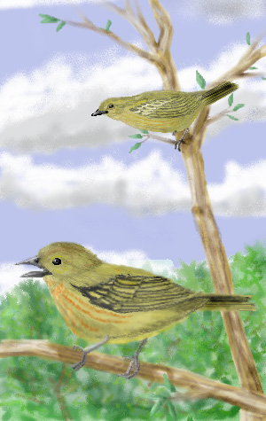 these are  yellow warblers