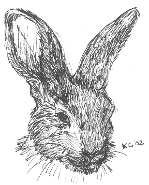 Rabbit sketch