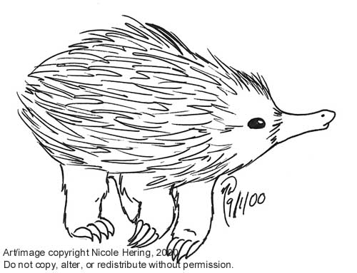 A real echidna.