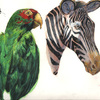 Parrot and Zebra: More Watercolor (and other media)