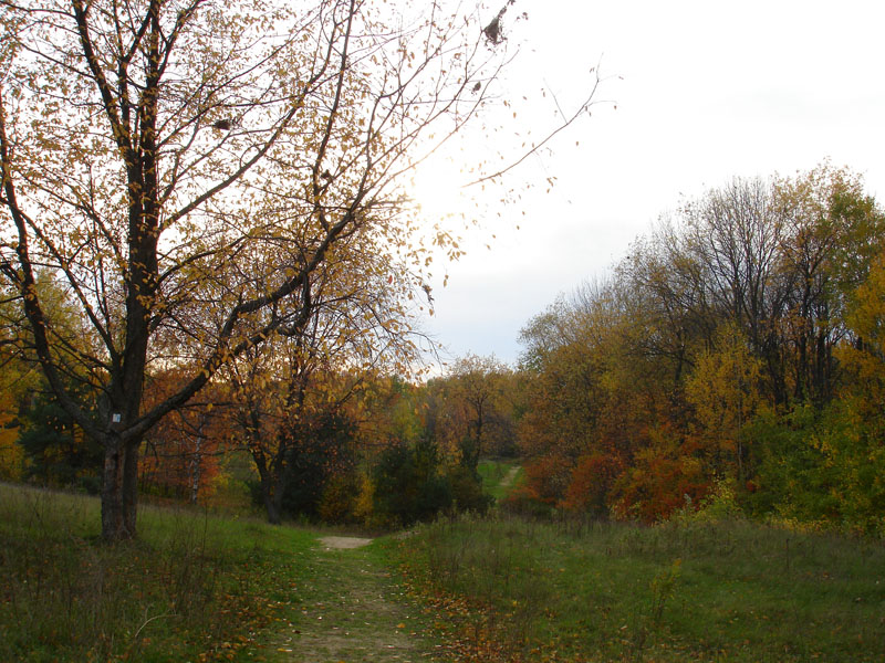 Autumn Woods 10