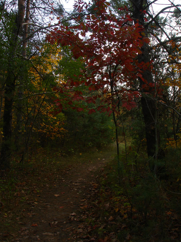 Autumn Woods 2