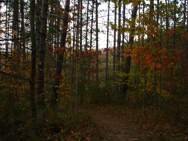 Autumn Woods 3