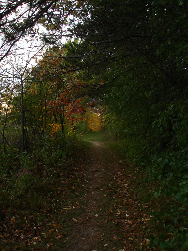 Autumn Woods 5