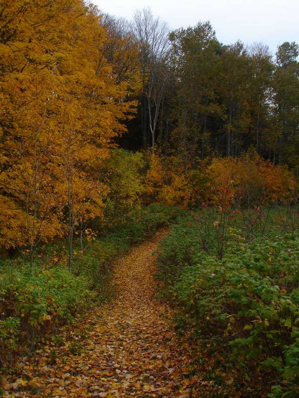 Autumn Woods 8
