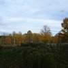 Autumn Woods 1