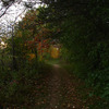 Autumn Woods 5