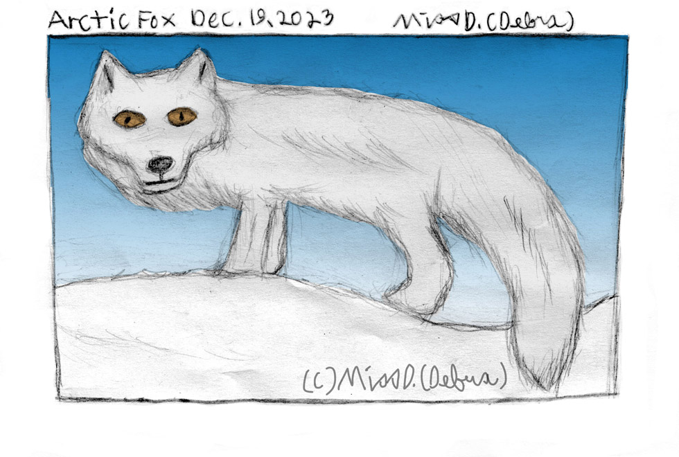 Arctic Fox - December 19th Drawing challenge