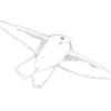 Drawing of a Bird in Flight 07/2011