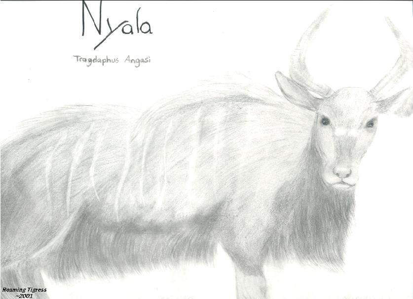 Nyala (Tragelaphus Angasi)