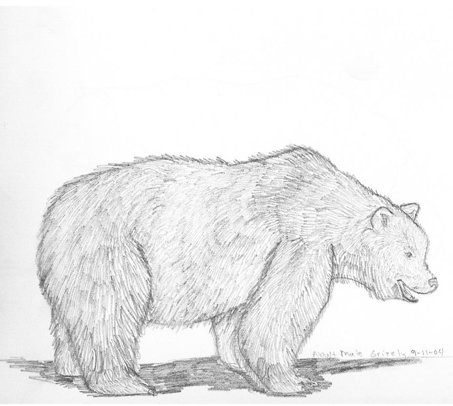 Adult Male Grizzly