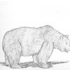 Adult Male Grizzly