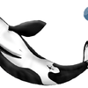 Female orca in colour