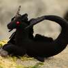 Black Unicorn Hippocampus plushie