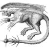 mammalian dragon
