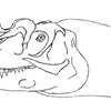 Ceratosaurus Head Study