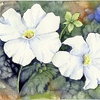 White Petunias