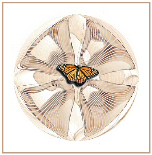 Seashell Butterfly